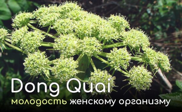 Донг Куэй, или дягиль китайский (Angelica sinensis),