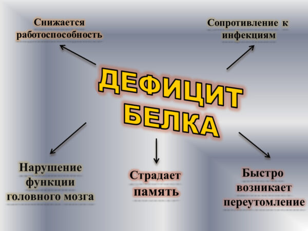 Почему мозг не прощает дефицит белка🧠